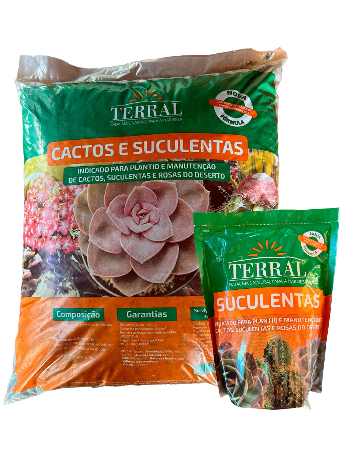 Cactos e Suculentas 11